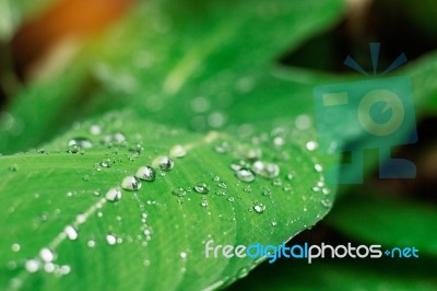 Drops On Leaves With The Freshness Stock Photo