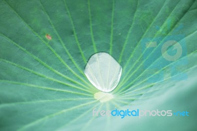 Drops On Lotus Leaves Of Background Stock Photo