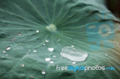 Drops With Green Background Stock Photo