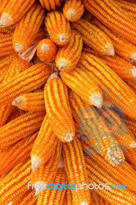 Dry Corn Background Stock Photo