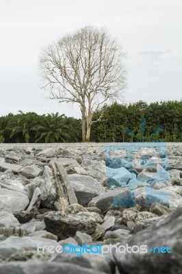 Dry Dead Trees Stock Photo