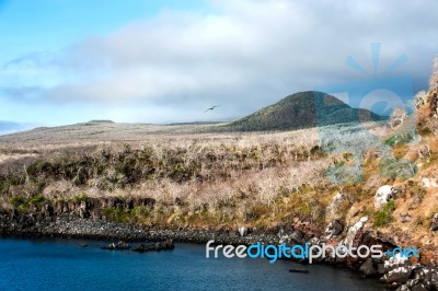 Dry Forests On The Island San Cristobal, Galapagos Stock Photo