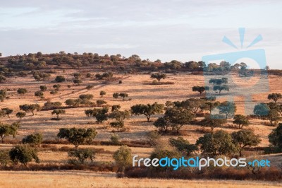 Dry Landscape Of Alentejo Region Stock Photo