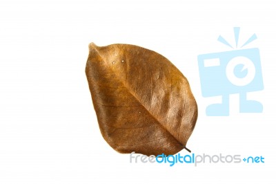 Dry Leaf Stock Photo