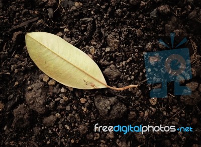 Dry Leaf On Soil Stock Photo