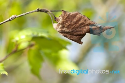 Dry Leaf On Stem Stock Photo