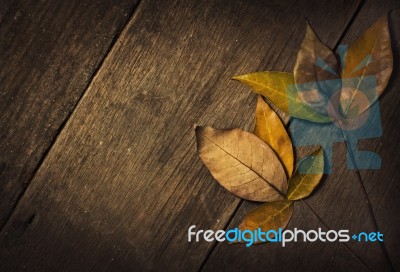 Dry Leaves Stock Photo