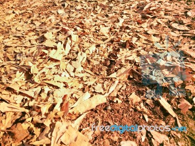 Dry Leaves Autumn Background Stock Photo