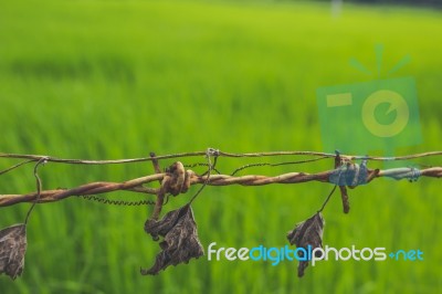 Dry Leaves Hanging From Barbed Wired With Green Grass In The Bac… Stock Photo