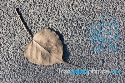 Dry Left On Ground Stock Photo