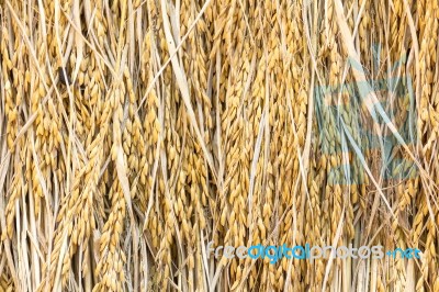 Dry Paddy Rice Stock Photo