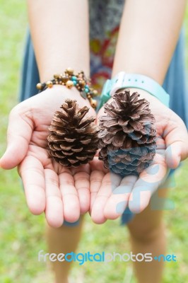 Dry Pine Cones Stock Photo