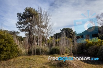 Dry Poplars On The Mount Stock Photo