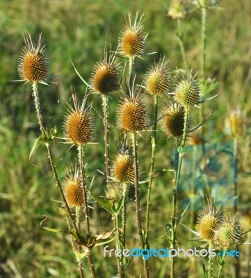 Dry Thorns Stock Photo