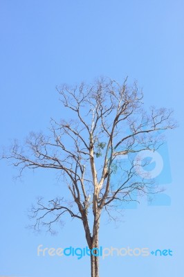 Dry Tree With Clear Blue Sky Background Stock Photo