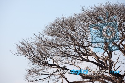 Dry Tree With Space Stock Photo