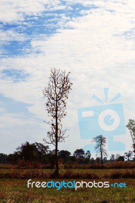 Dry Trees On A Field Stock Photo