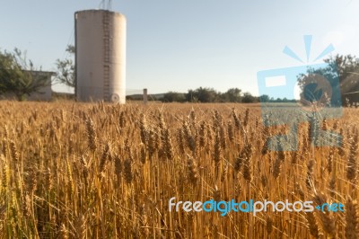 Dry Wheat Field Stock Photo