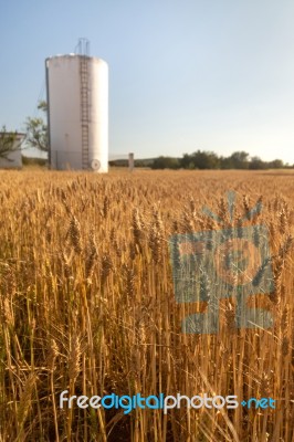 Dry Wheat Field Stock Photo