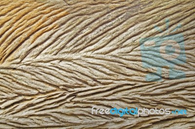 Dry Wood Pattern Stock Photo