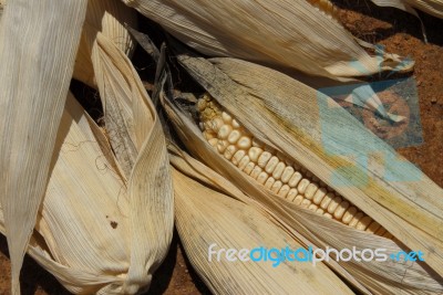 Drying Corn Stock Photo