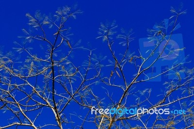 Drying Tree Branches Stock Photo