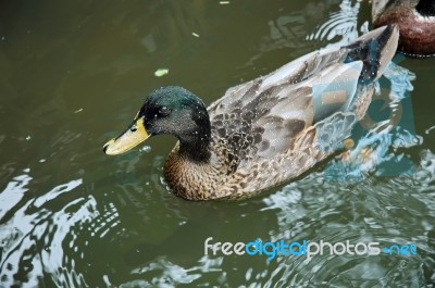 Duck Stock Photo