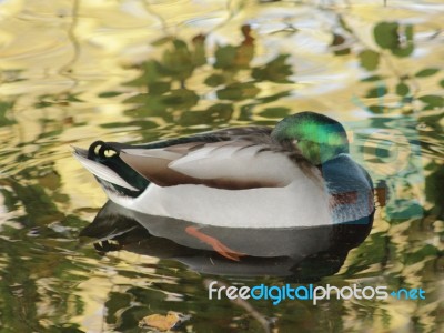 Duck Dozing On Tranquil Water Stock Photo