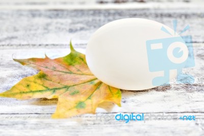 Duck Egg And Yellow Maple Leaf Stock Photo