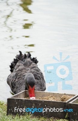 Duck Feed Stock Photo