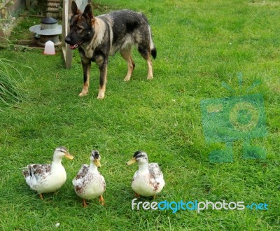 Duck Guard Dog Stock Photo