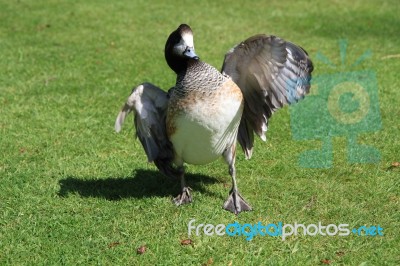 Duck Strutting Across The Lawn Stock Photo