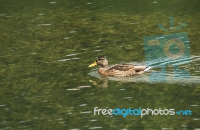 Duck Swimming In Lake Stock Photo