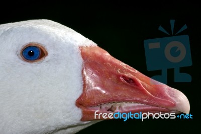 Duck Whit Blue Eye In Buenos Aires Stock Photo