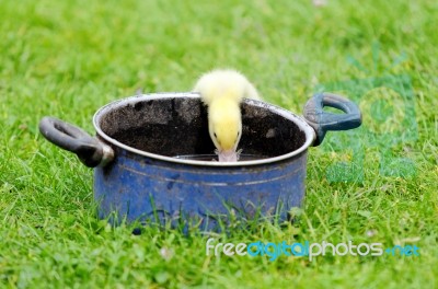 Duckling Stock Photo