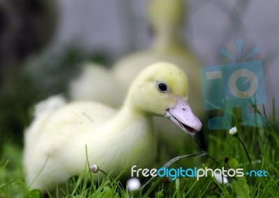 Duckling Stock Photo