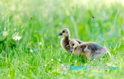 Ducklings Stock Photo