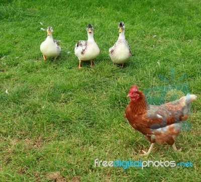 Ducks And A Chicken Stock Photo