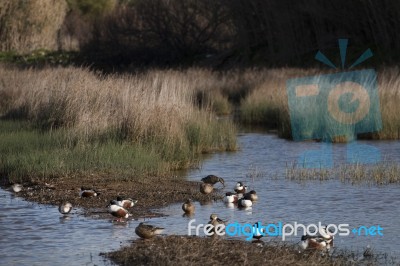 Ducks In The Marshland Stock Photo