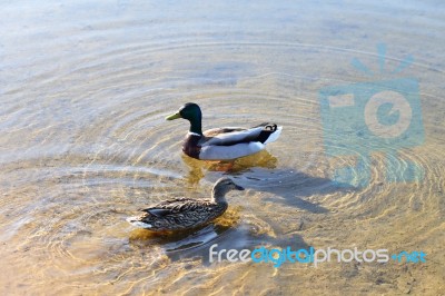 Ducks In The Water In Lake, Spring Sunny Day Stock Photo