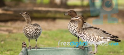 Ducks On The Farm Drinking Water Stock Photo