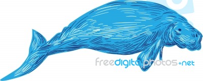 Dugong Drawing Stock Image