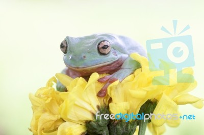 Dumpy Frogs, Dumpy Tree Frogs Above Yellow Flowers Stock Photo