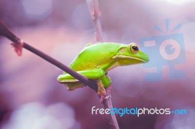 Dumpy Frogs, Dumpy Tree Frogs On Leaves Stock Photo