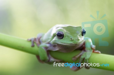 Dumpy Frogs, Dumpy Tree Frogs On Leaves Stock Photo