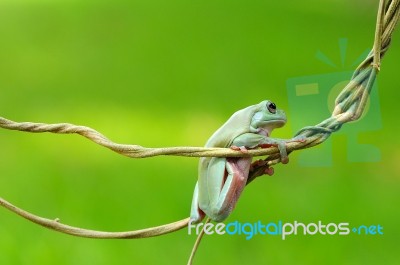 Dumpy Frogs, Dumpy Tree Frogs On Twigs Stock Photo