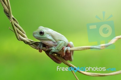 Dumpy Frogs, Dumpy Tree Frogs On Twigs Stock Photo