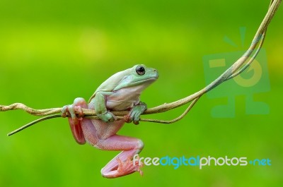 Dumpy Frogs, Dumpy Tree Frogs On Twigs Stock Photo