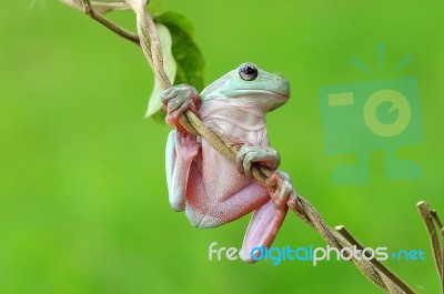 Dumpy Frogs, Dumpy Tree Frogs On Twigs Stock Photo