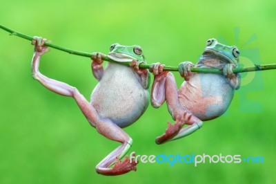 Dumpy Frogs, Dumpy Tree Frogs On Twigs Stock Photo